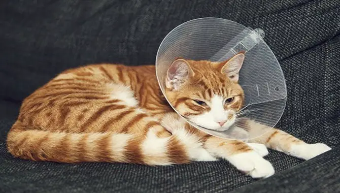 The Solution of Cat's Sides Sunken in After Spay