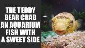 The Teddy Bear Crab An Aquarium Fish With a Sweet Side