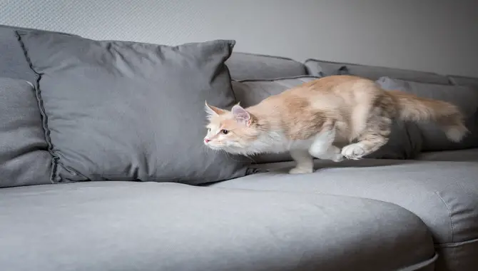 Tips For Dealing with Cat Zoomies