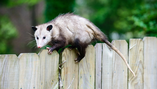 What Are The Signs That A Possum Has Been In Your Home