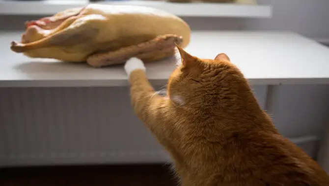 What Cats Can't Eat Turkey?