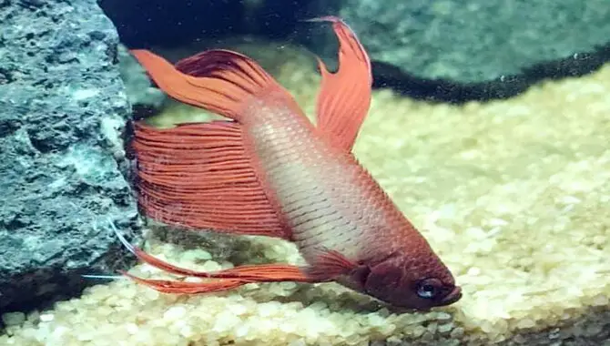 What Causes Dropsy In Betta Fish