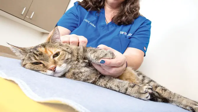 What Causes Muscle Fatigue in Feline Patients
