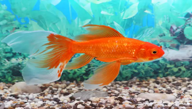 What Different Types Of Goldfish Poop Mean