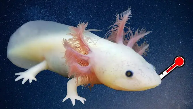 What Does A Healthy Axolotl Look Like