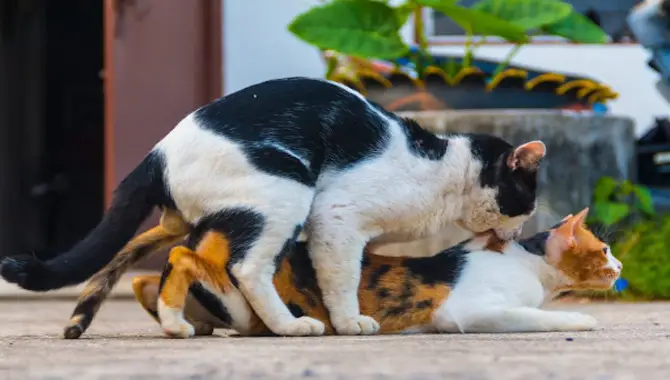 What Is A Male Cat Trying To Mate With A Male Kitten And Why Do They Do It