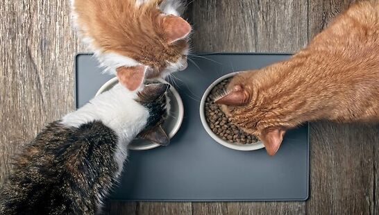 What Is the Ideal Diet for a Cat