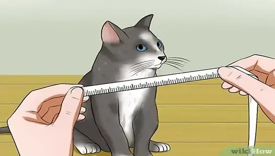 What Is the Ideal Size for a Cat?