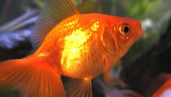 What Are Some Signs Of Swim Bladder Disease In Goldfish