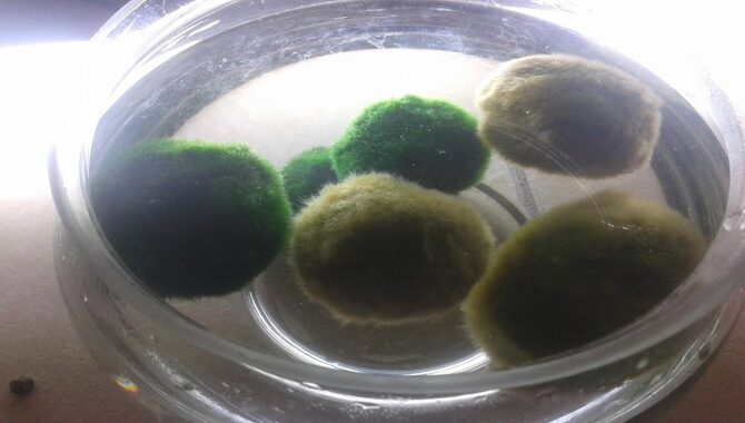 What is a dead marimo moss ball