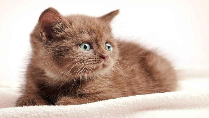 Which Recognized Cat Breeds Are in Brown Color