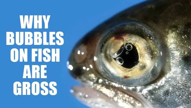 Why Bubbles On Fish Are Gross