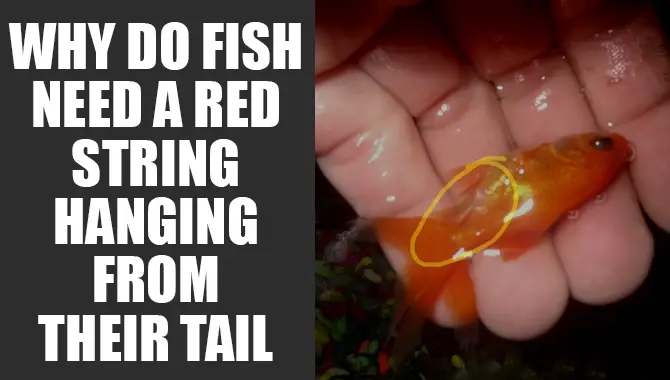 Why Do Fish Need A Red String Hanging From Their Tail