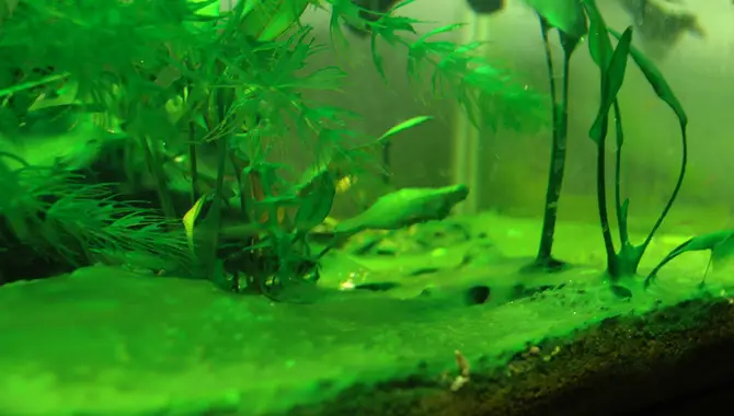 Why Does My Fish Tank Have So Many Algae
