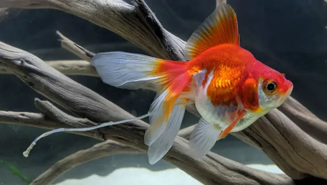 Why Is Goldfish Poop White?