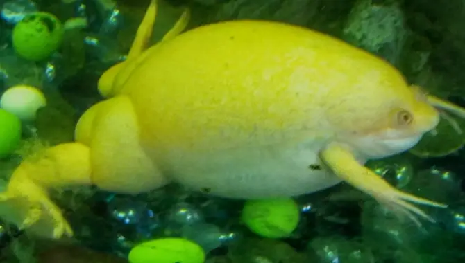 Why Is My African-Clawed Frog Bloated