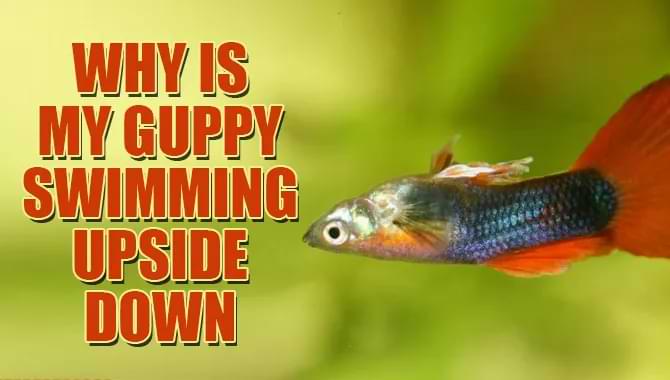 Why Is My Guppy Swimming Upside Down? Explained