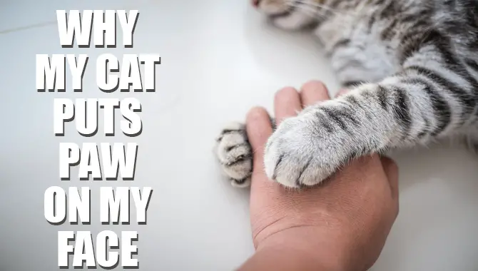 Why My Cat Puts Paw on My Face