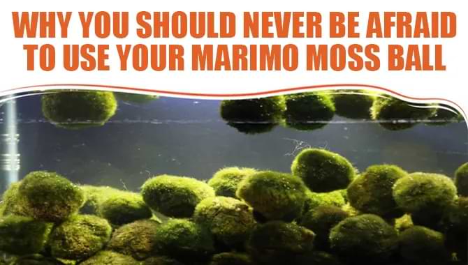 Why You Should Never Be Afraid To Use Your Marimo Moss Ball!