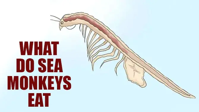 what Do Sea monkeys Eat