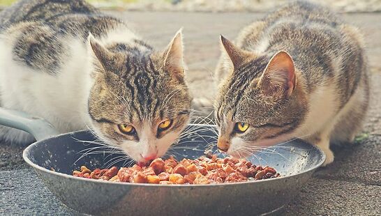 What Is Low Residue Cat Food