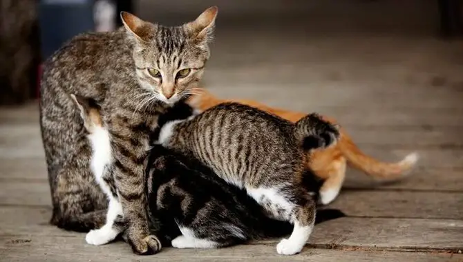 A Mother Cat Will Not Abandon Her Kittens If You Touch Them