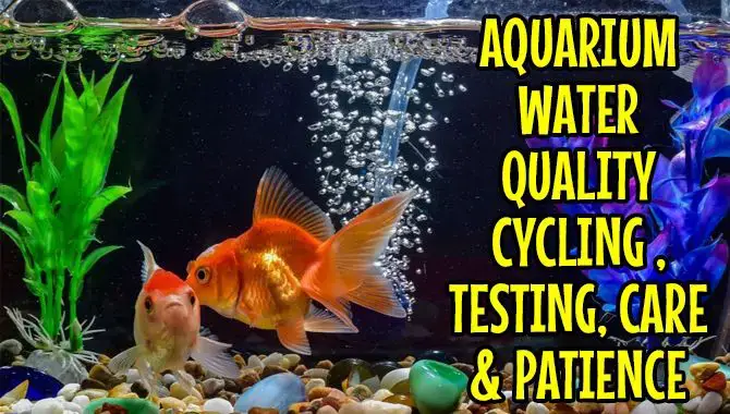 Aquarium Water Quality Cycling , Testing, Care