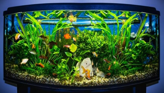 Choose The Right Tank Mates For Your Fish.