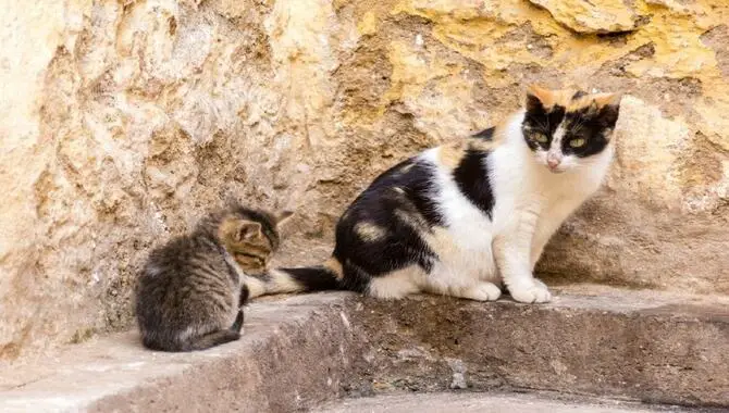 Do Cats Abandon Kittens