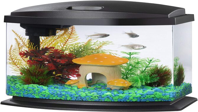Make Sure That Your Tank Is The Right Size For Your Fish.