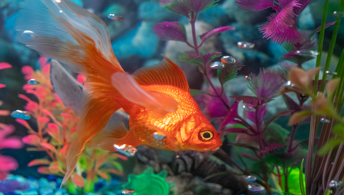 Make Sure Your Aquarium Environment Is Right For The Fish.