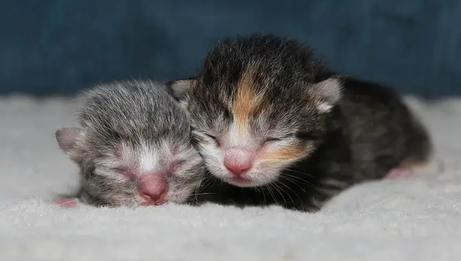 Should You Move Newborn Kittens