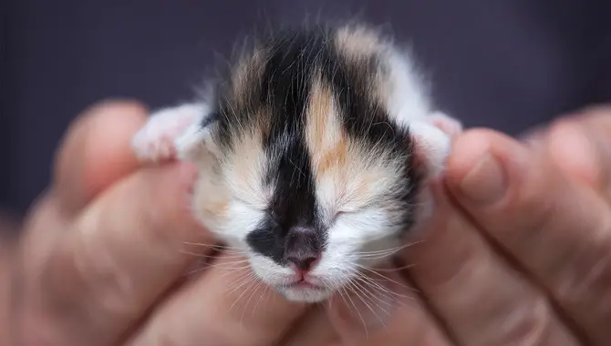 Signs Of Healthy Newborn Kittens