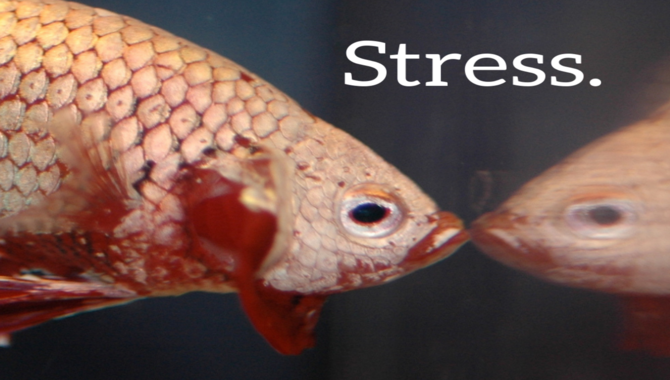 The Most Common Reason Why Fish Die Is Stress.
