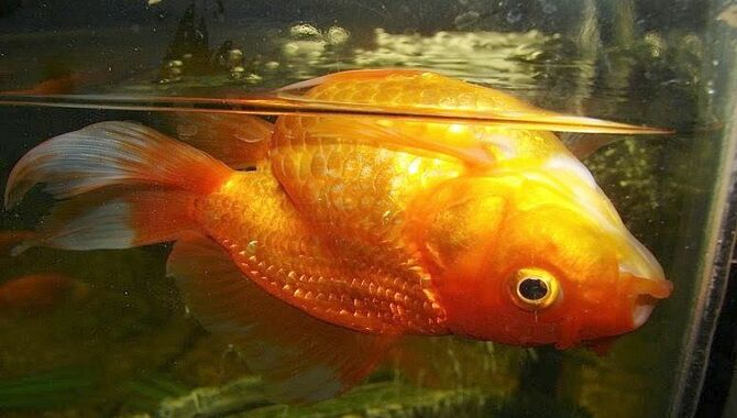 What Are The Long-Term Effects Of Swim Bladder Disease In Fish?