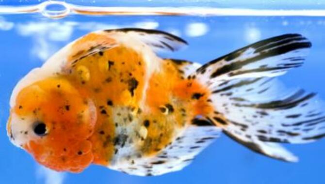 What Are The Signs That Your Fish Has Swim Bladder Disease?