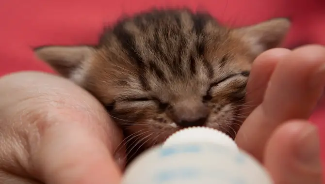 What Happens If You Touch A Newborn Kitten