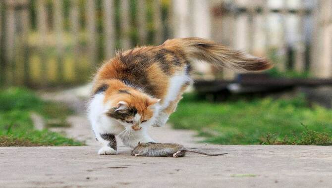 5 Reasons Why Cats Hunt Mice