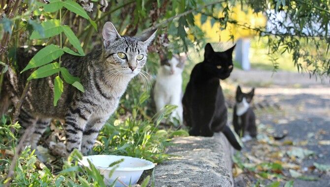 Attract Cats In The Neighborhood