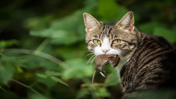 Cats Hunt Mice Because They Need To Eat