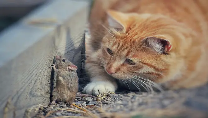 Cats Hunt Mice Because They're Hunters - Not Just Scavengers.