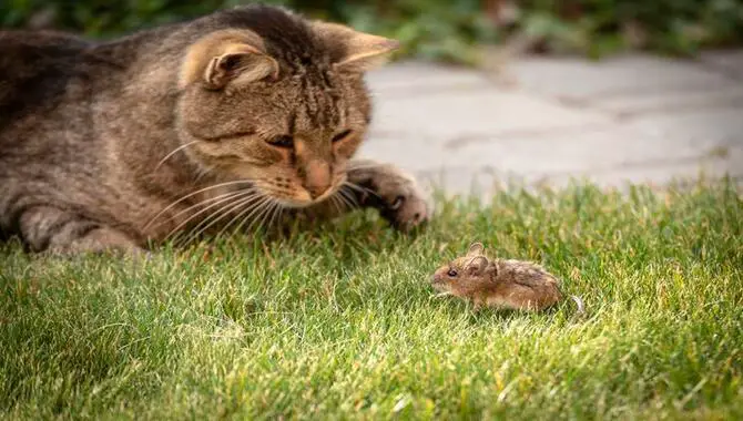 Cats Hunt Mice Because They're Territorial Animals.