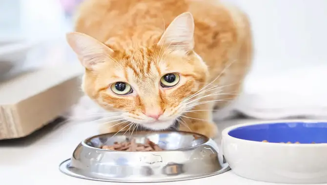 Expensive Cat Food Is Not Always The Best For Your Cat.