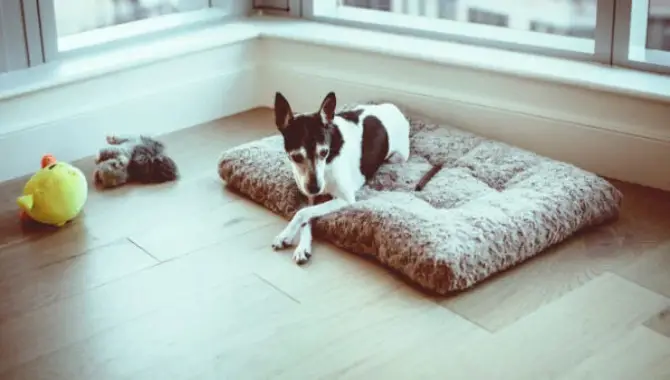 Get Your Dog Acclimated To The Sick Room