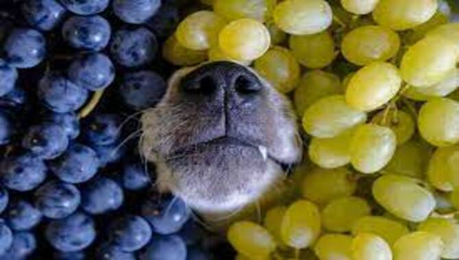 Grapes & Raisins