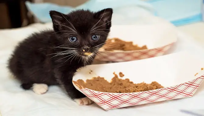 How Do You Choose The Right Type Of Small Kitten Food