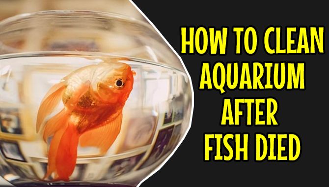 How To Clean Aquarium After Fish Died [A Complete Guideline]