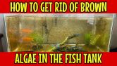 How To Get Rid Of Brown Algae In The Fish Tank