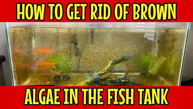 How To Get Rid Of Brown Algae In The Fish Tank