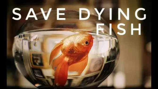 How To Save A Dying Fish At Home – Step By Step Guide